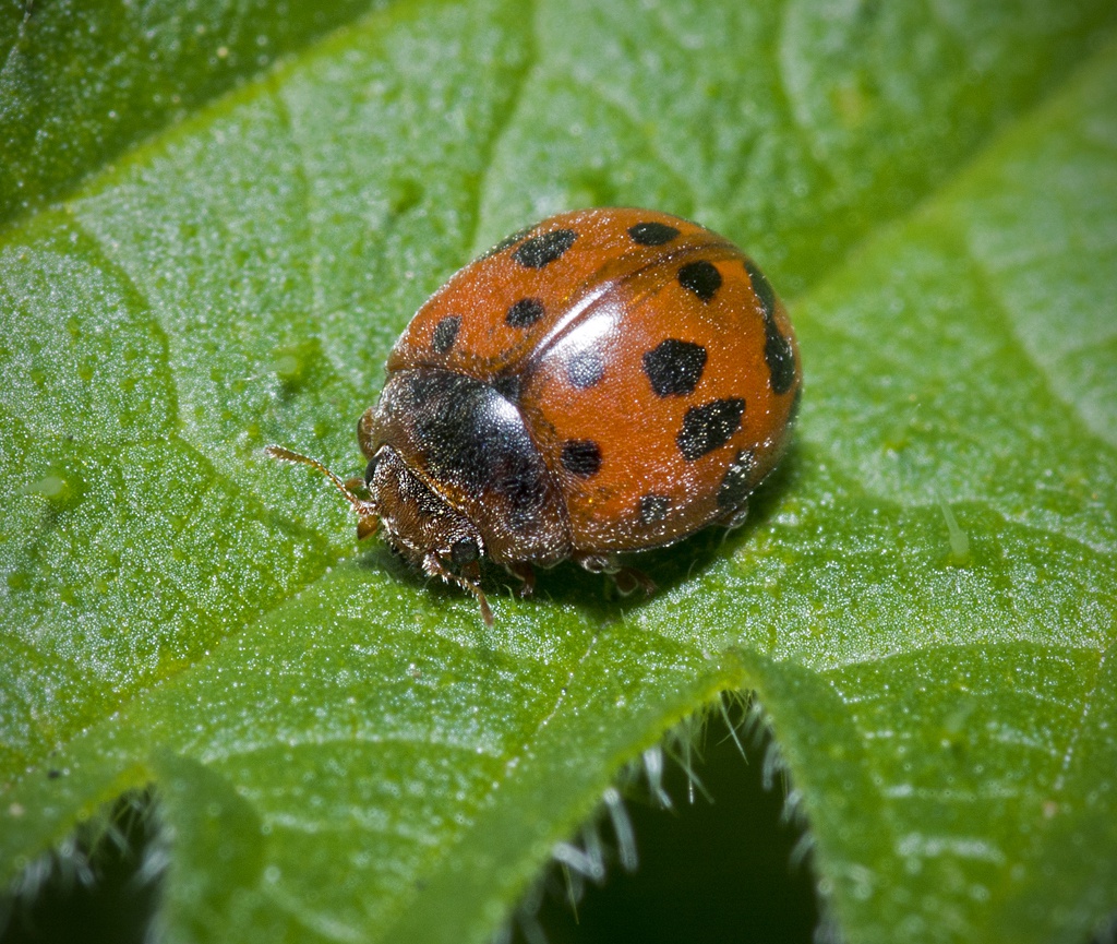 24 Spot Ladybird | NatureSpot