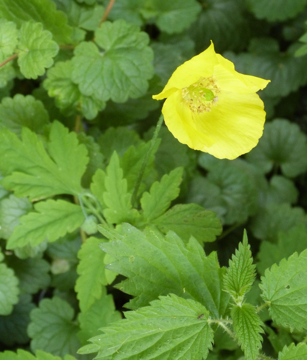 Welsh Poppy NatureSpot   O 19nfl0p2sjpo4q72db1dgg1e318 