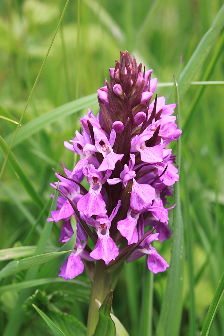 Southern Marsh-orchid | NatureSpot