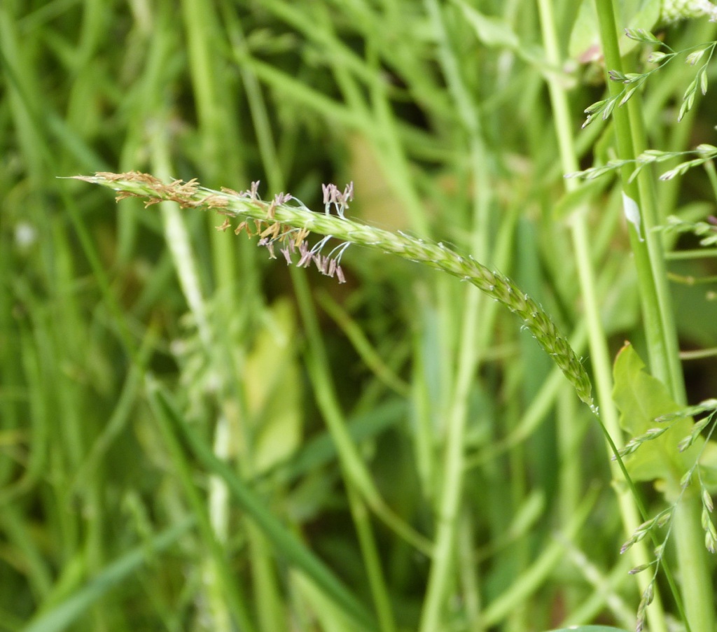 Black-grass | NatureSpot