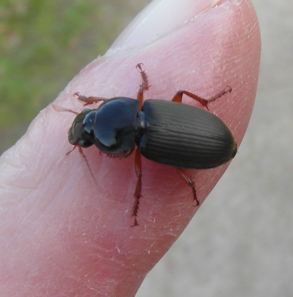 Strawberry Seed Beetle NatureSpot