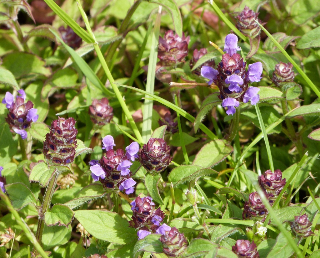 Selfheal | NatureSpot