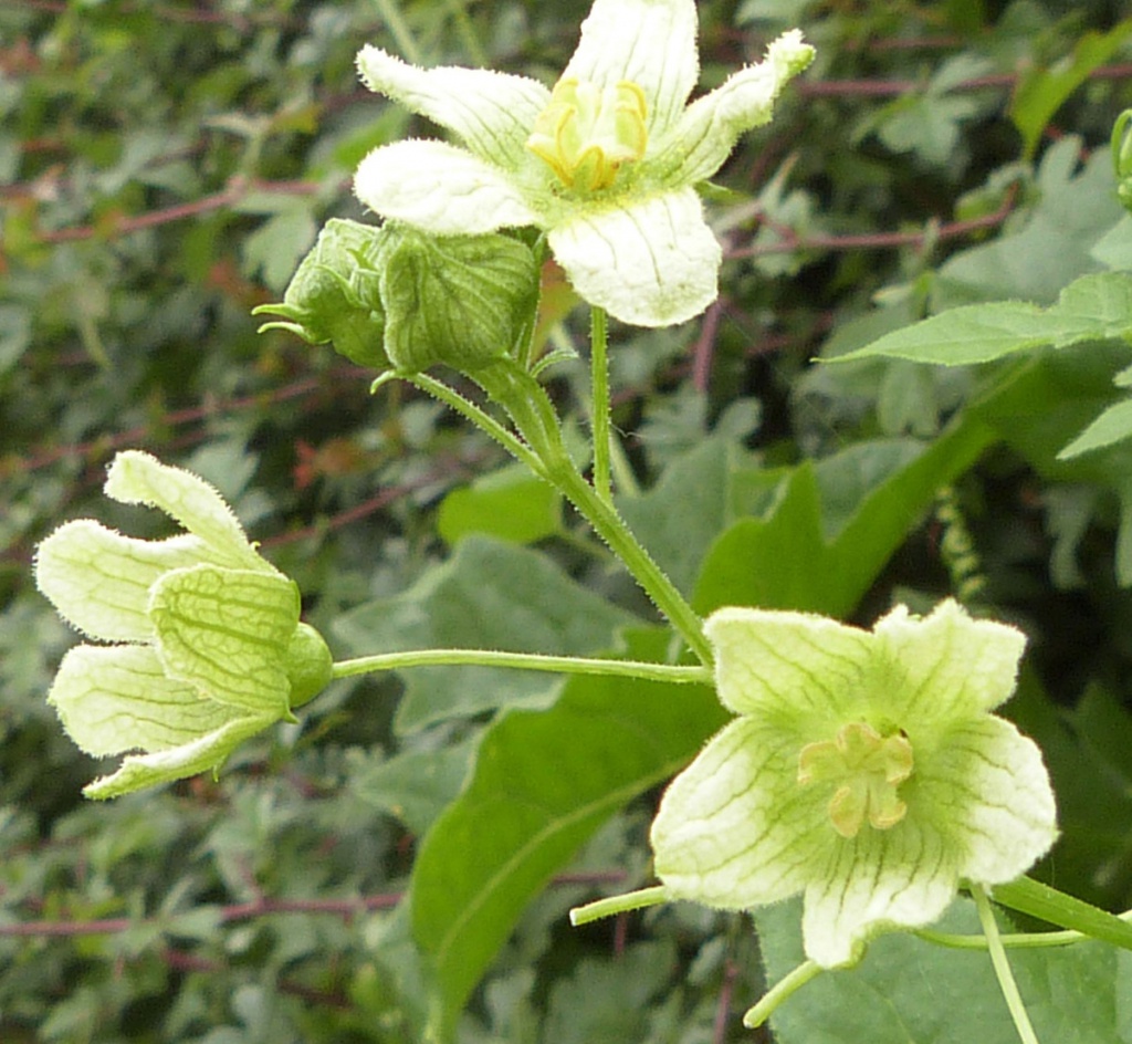 White Bryony | NatureSpot