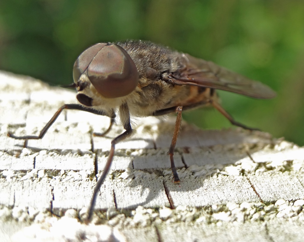 Large Marsh Horsefly