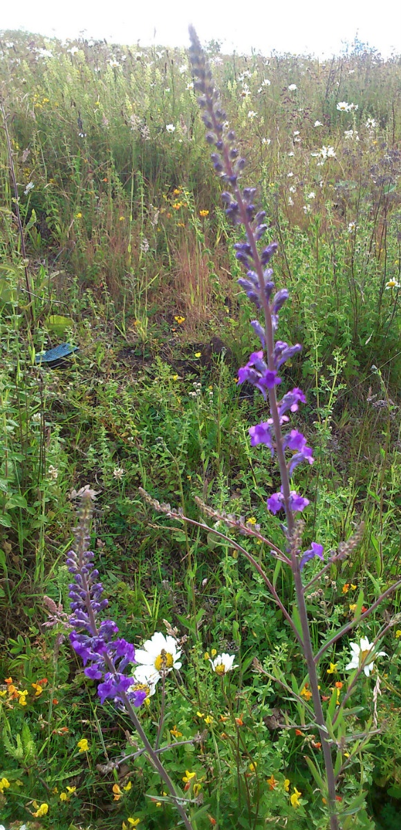 Purple Toadflax | NatureSpot