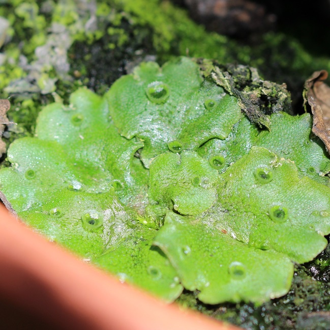 Common Liverwort | NatureSpot