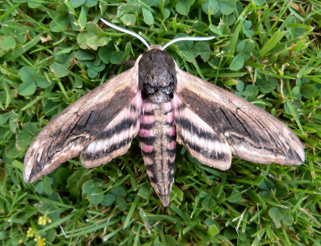 Privet Hawk-moth  Butterfly Conservation