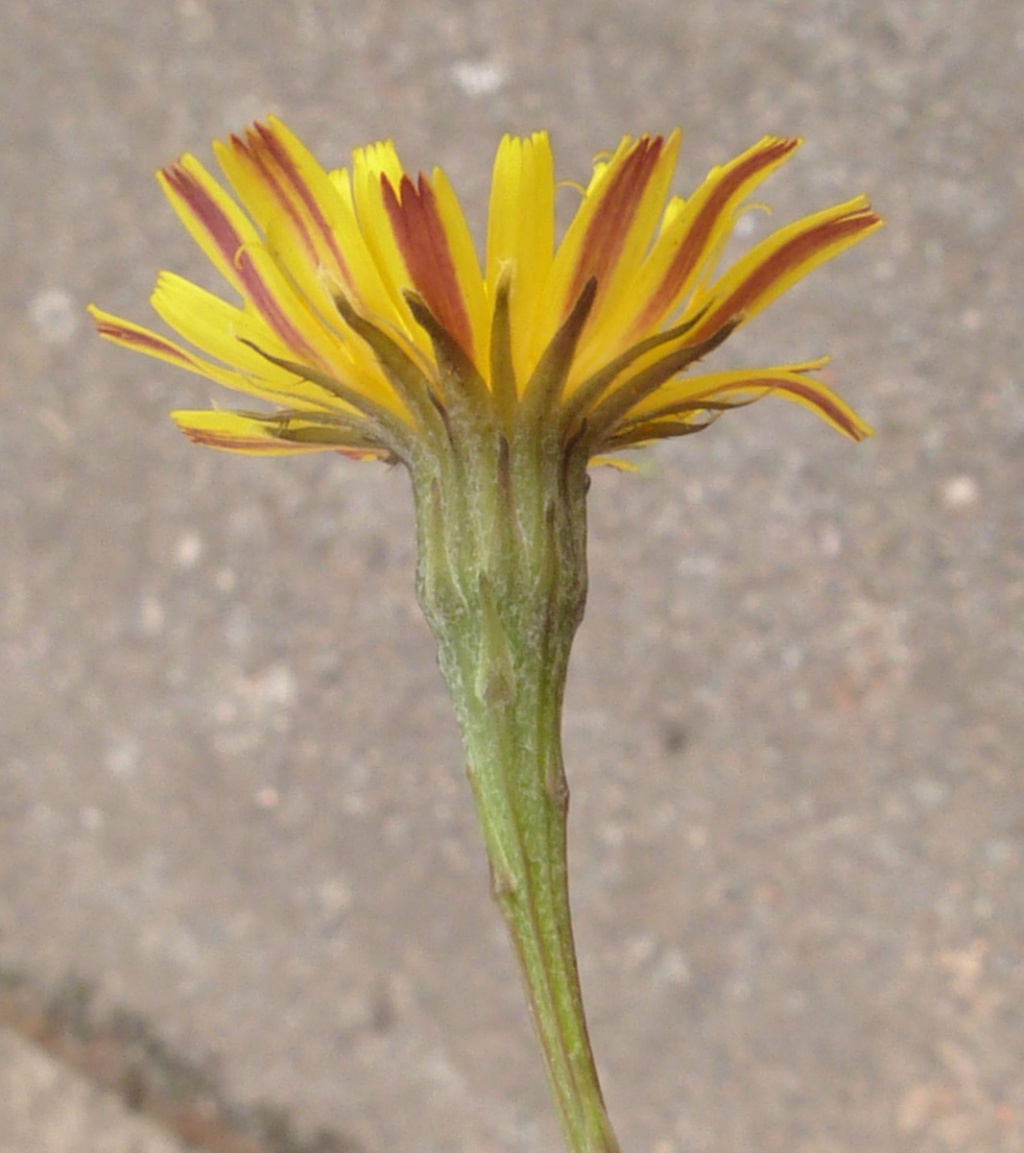 Autumn Hawkbit | NatureSpot