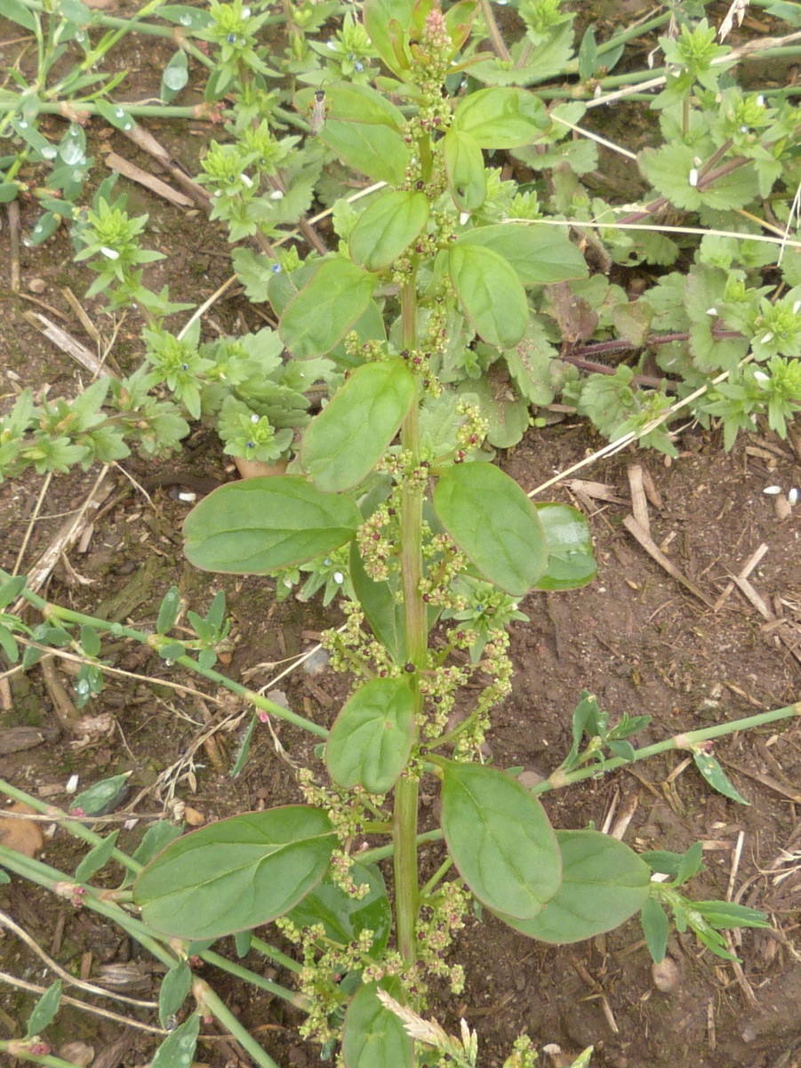 Many-seeded Goosefoot | NatureSpot