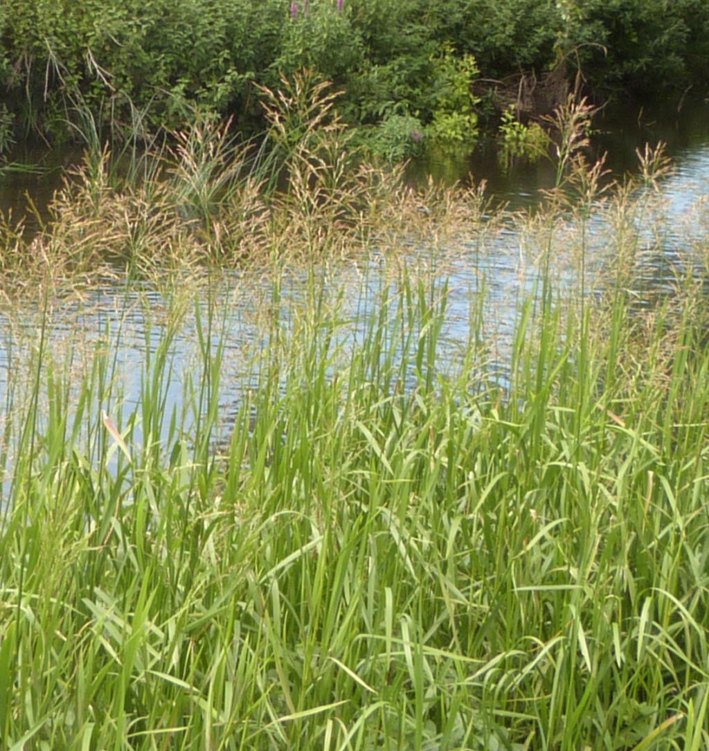 Reed Sweetgrass NatureSpot