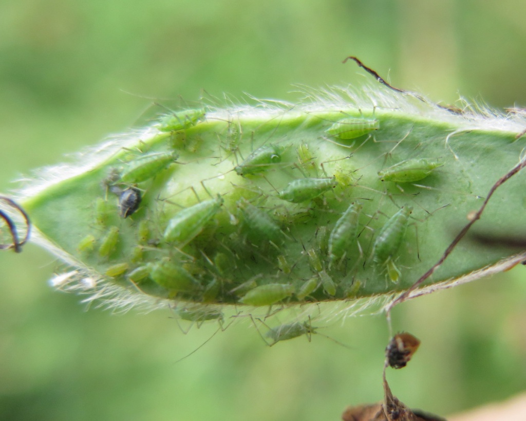 Acyrthosiphon pisum | NatureSpot