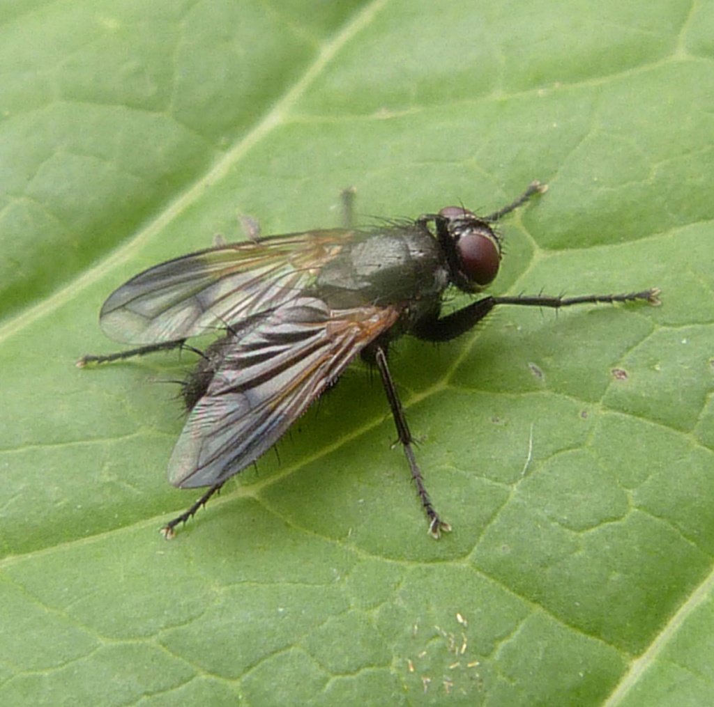 Paykullia maculata | NatureSpot