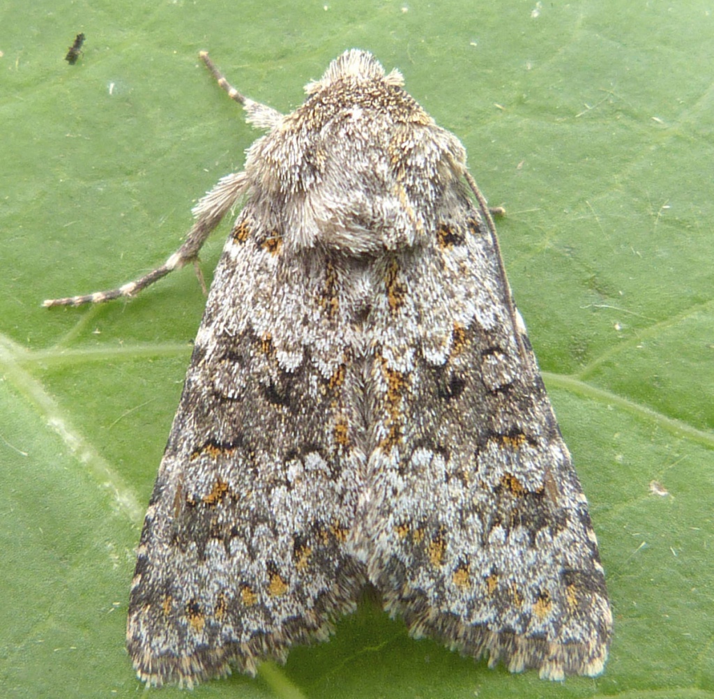 Small Ranunculus | NatureSpot