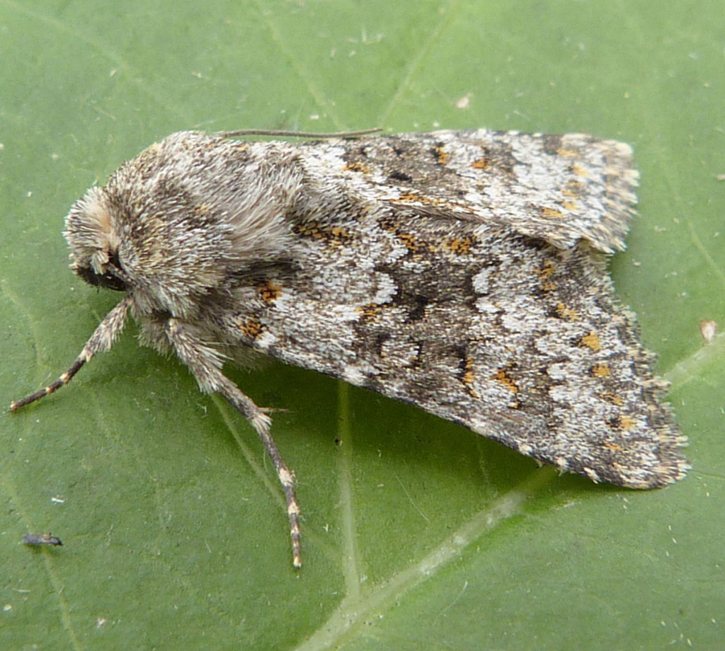 Small Ranunculus | NatureSpot