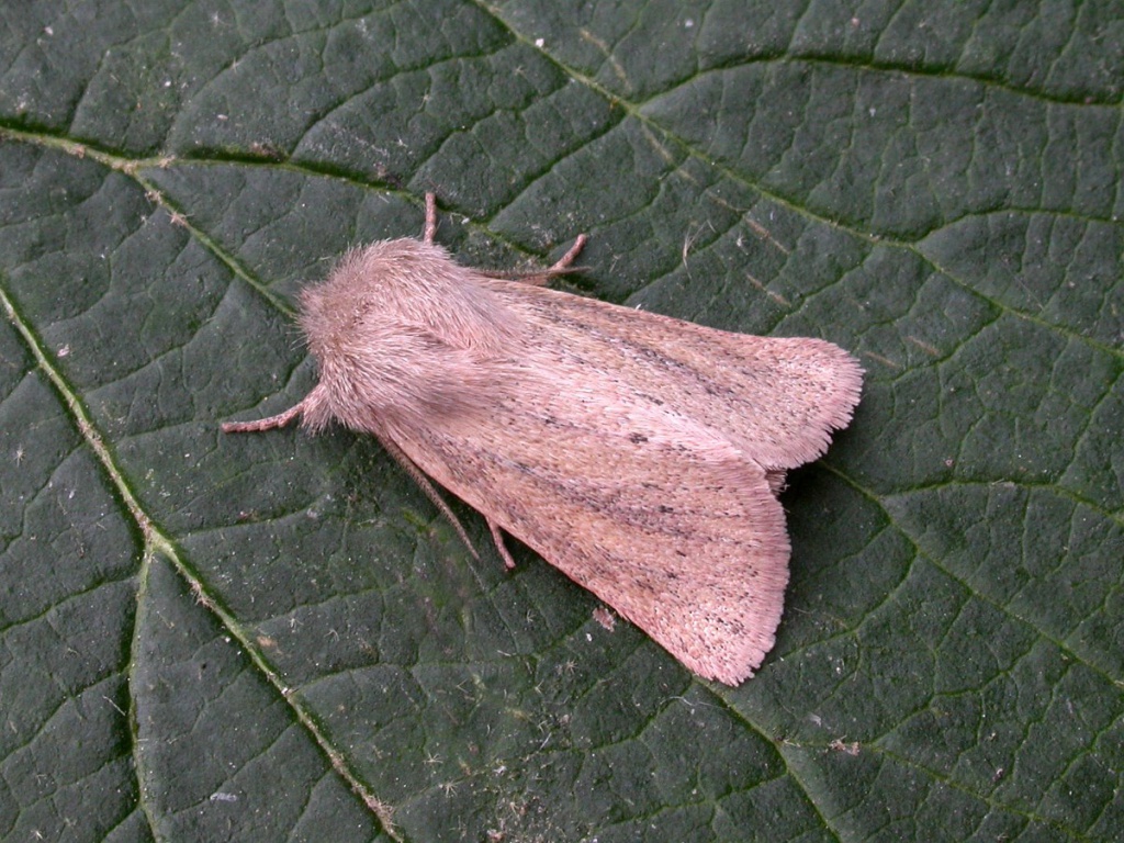 Small Wainscot | NatureSpot