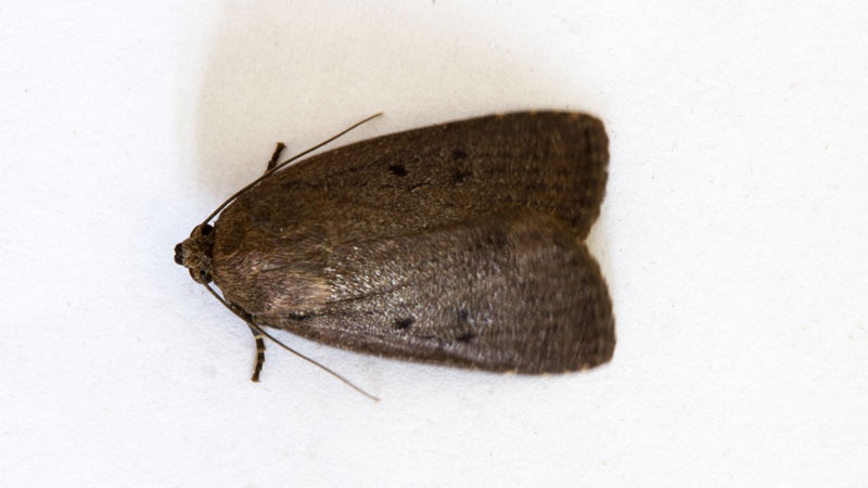 Mouse Moth | NatureSpot