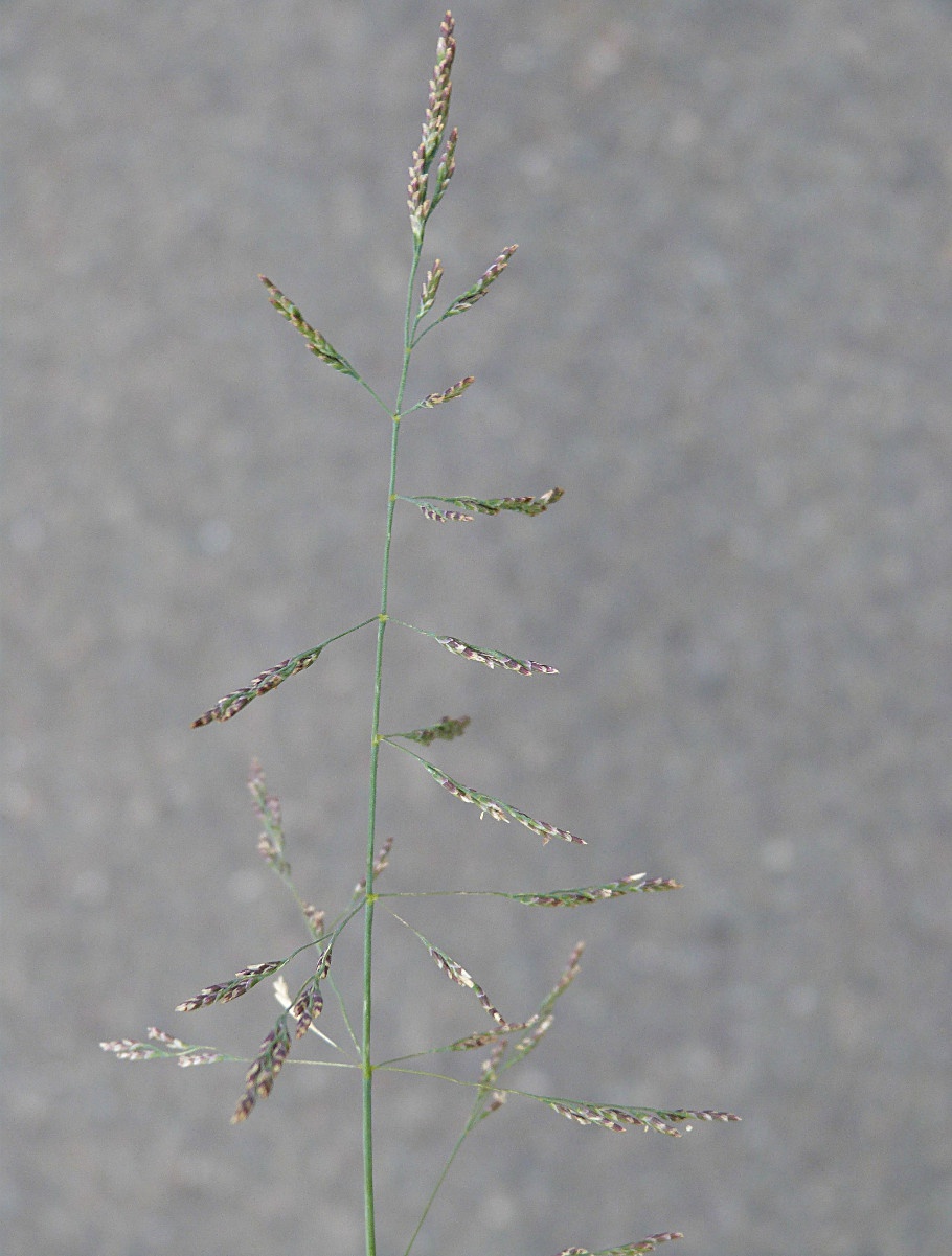 Reflexed Saltmarsh-grass | NatureSpot