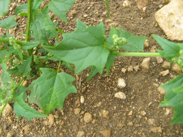 Maple-leaved Goosefoot | NatureSpot