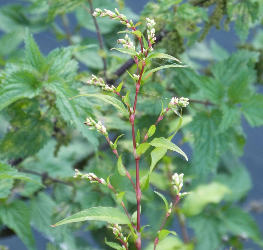 Waterpepper NatureSpot