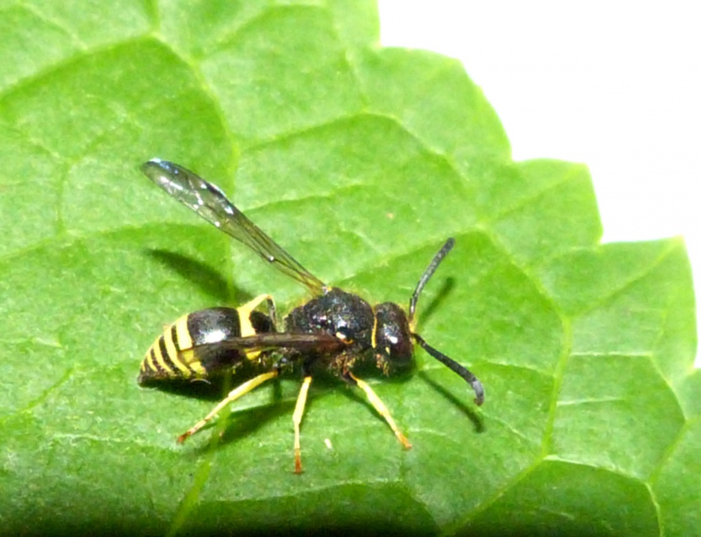 Wall Mason Wasp | NatureSpot