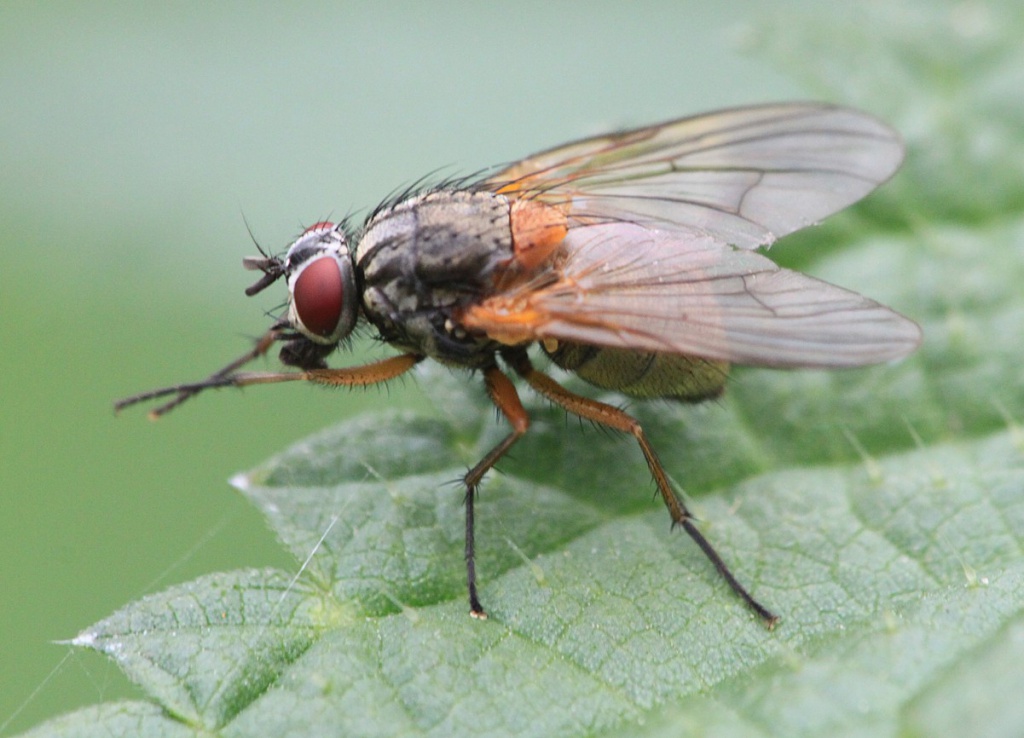 Mydaea corni | NatureSpot