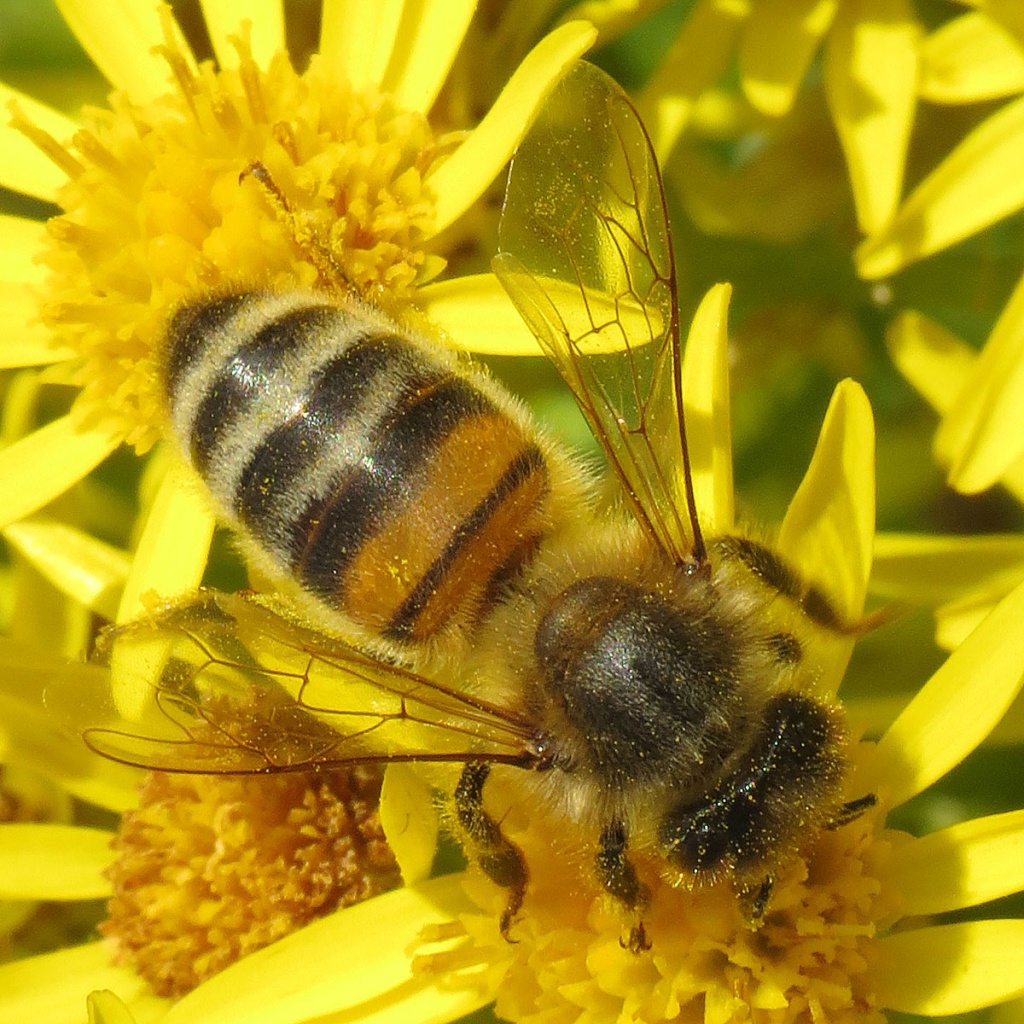 Honey Bee | NatureSpot