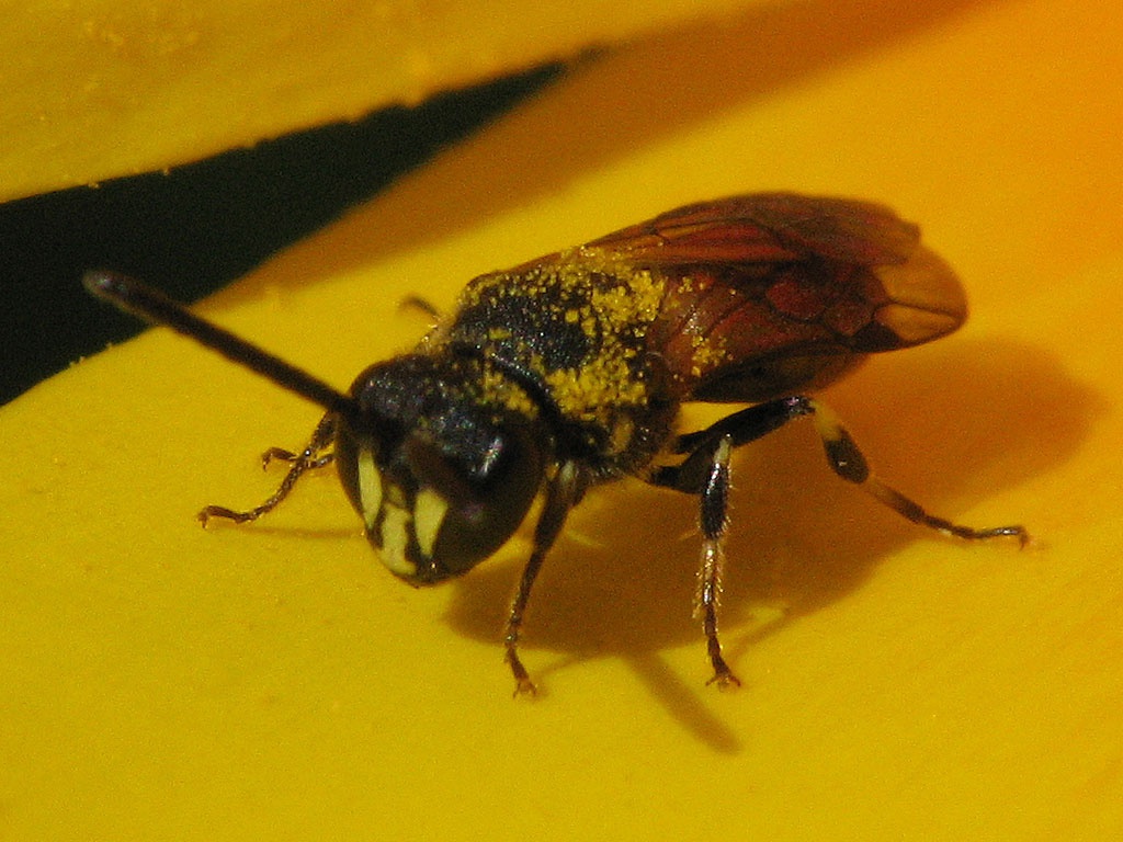 Common Yellow Face Bee | NatureSpot