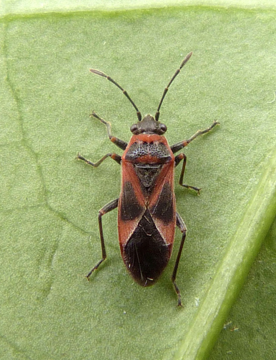 Arocatus longiceps | NatureSpot