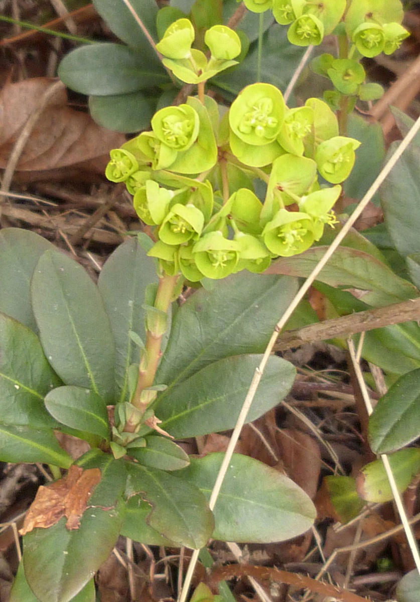 Wood Spurge NatureSpot