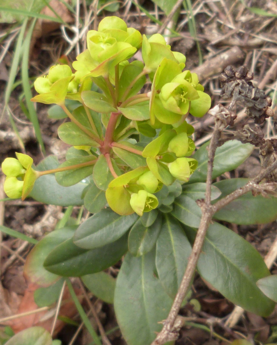 Wood Spurge NatureSpot