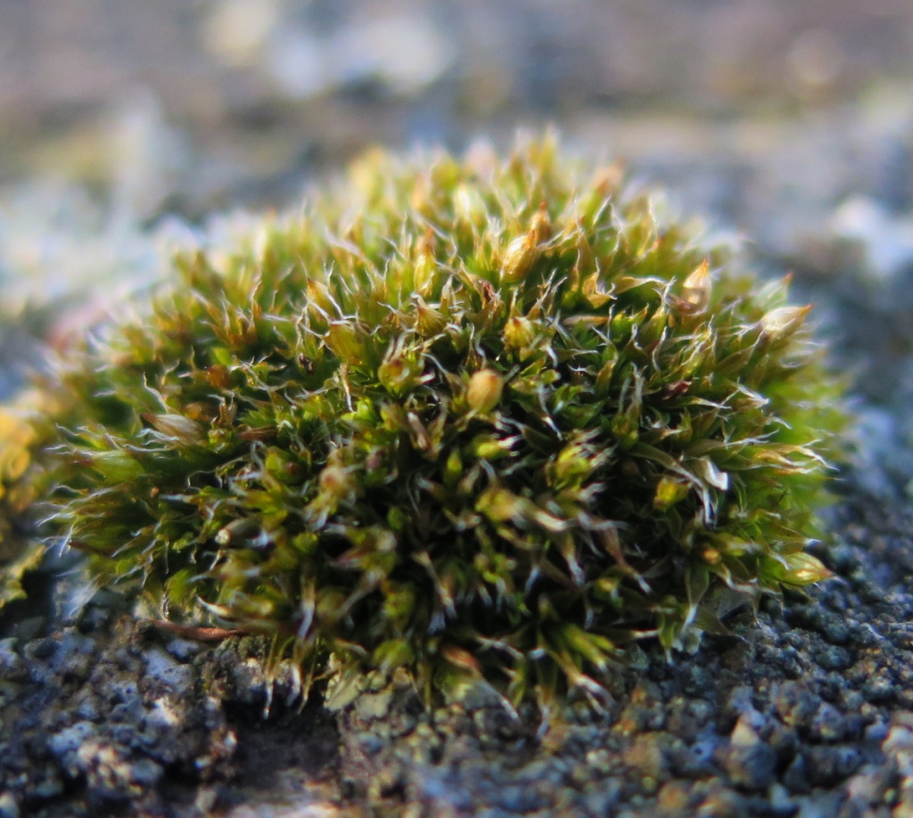 White-tipped Bristle-moss | NatureSpot