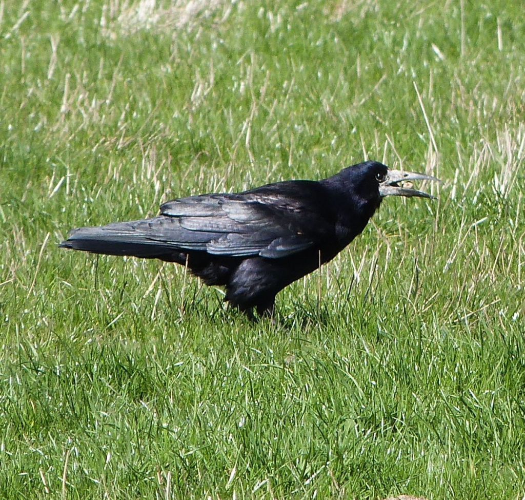 Rook (bird) - Wikipedia