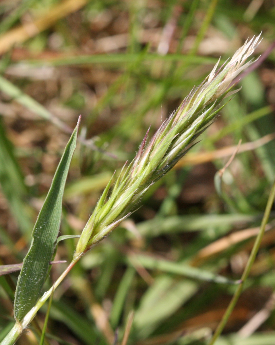 Sweet Vernal-grass | NatureSpot