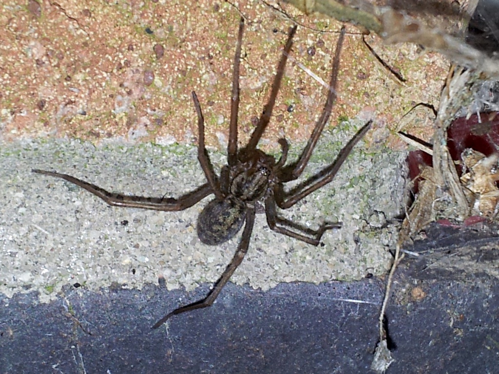 Common House Spider Tegenaria domestica – Nature Journeys