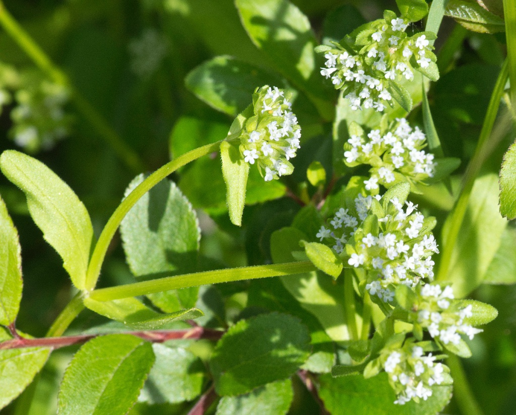 Common Cornsalad | NatureSpot