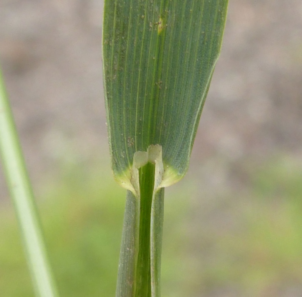 Smooth Meadow Grass Naturespot