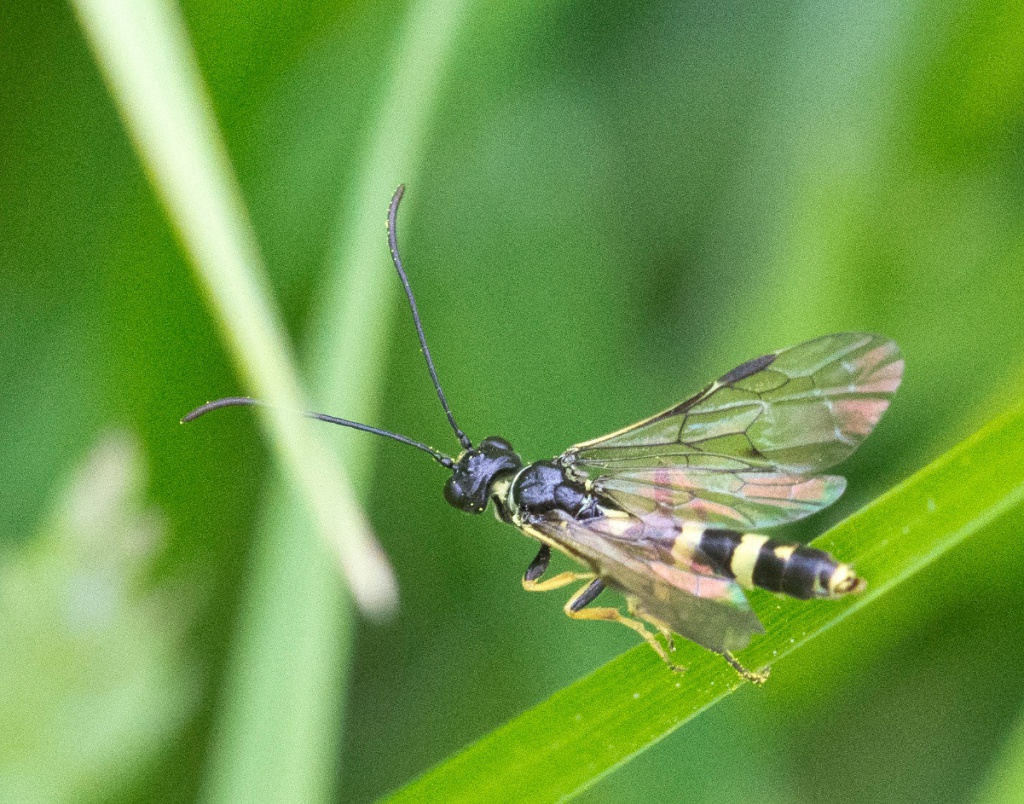 Wheat Stem Borer NatureSpot