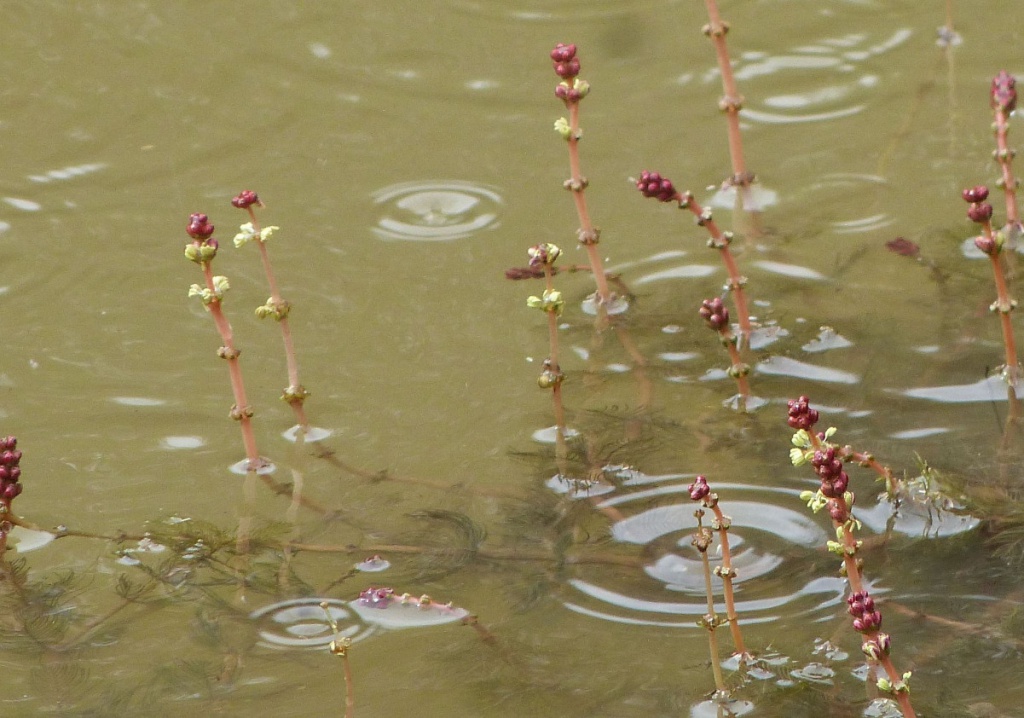 Spiked Water-milfoil | NatureSpot