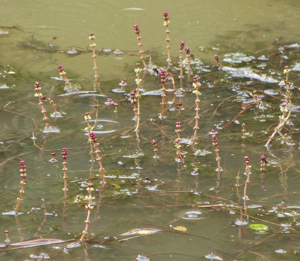 Spiked Water-milfoil | NatureSpot