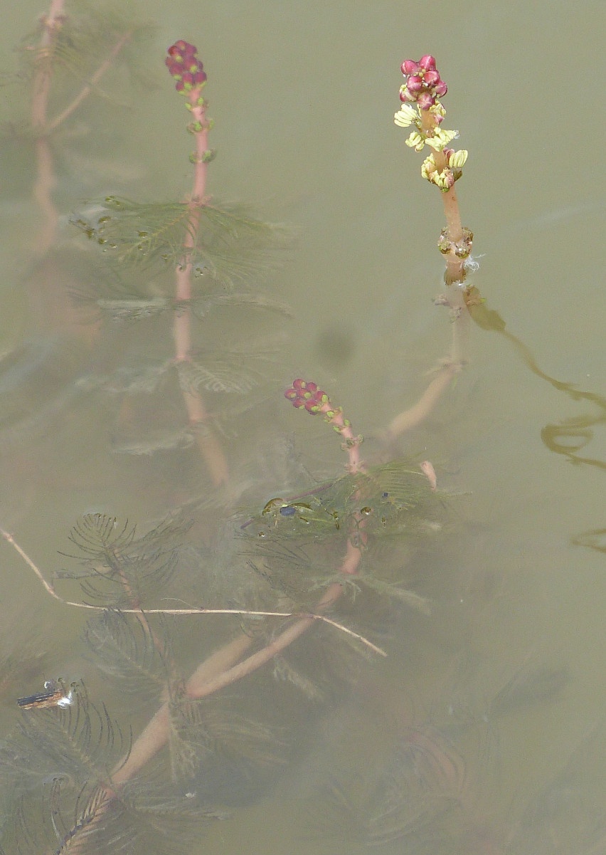 Spiked Water-milfoil | NatureSpot