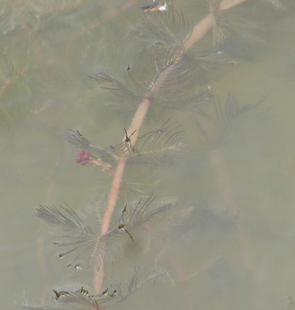 Spiked Water-milfoil | NatureSpot