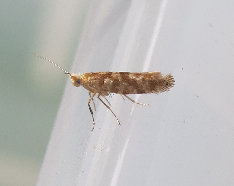 Argyresthia cupressella | NatureSpot