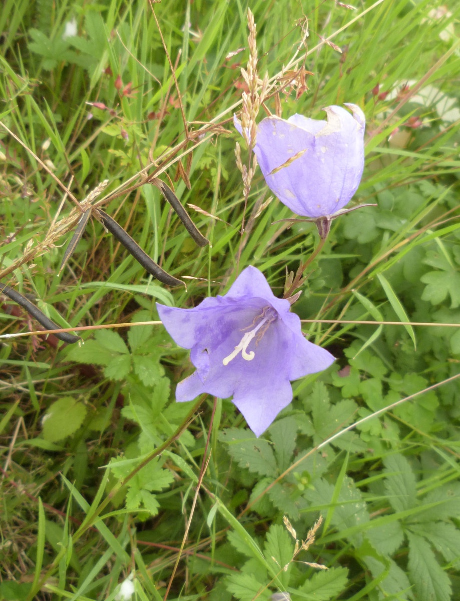 Peach-leaved Bellflower | NatureSpot