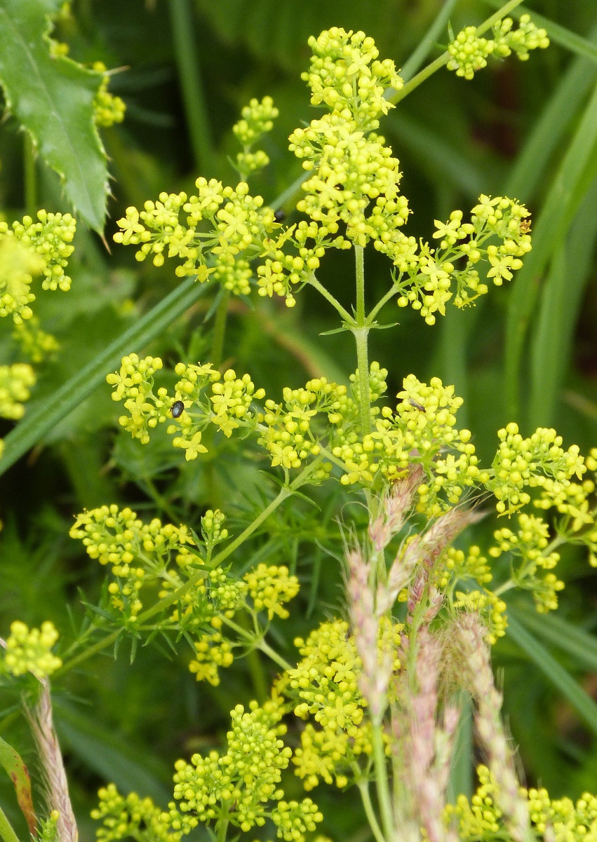 Lady's Bedstraw | NatureSpot