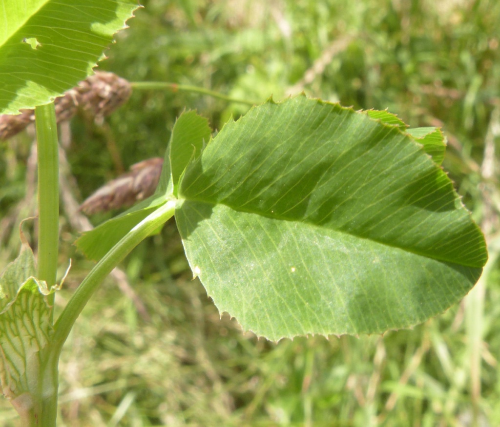 Alsike Clover | NatureSpot