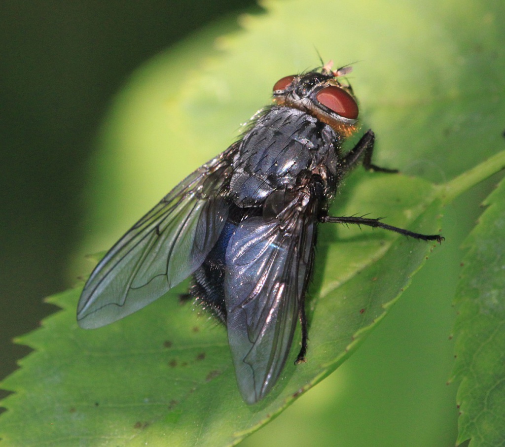 Bluebottle fly deals