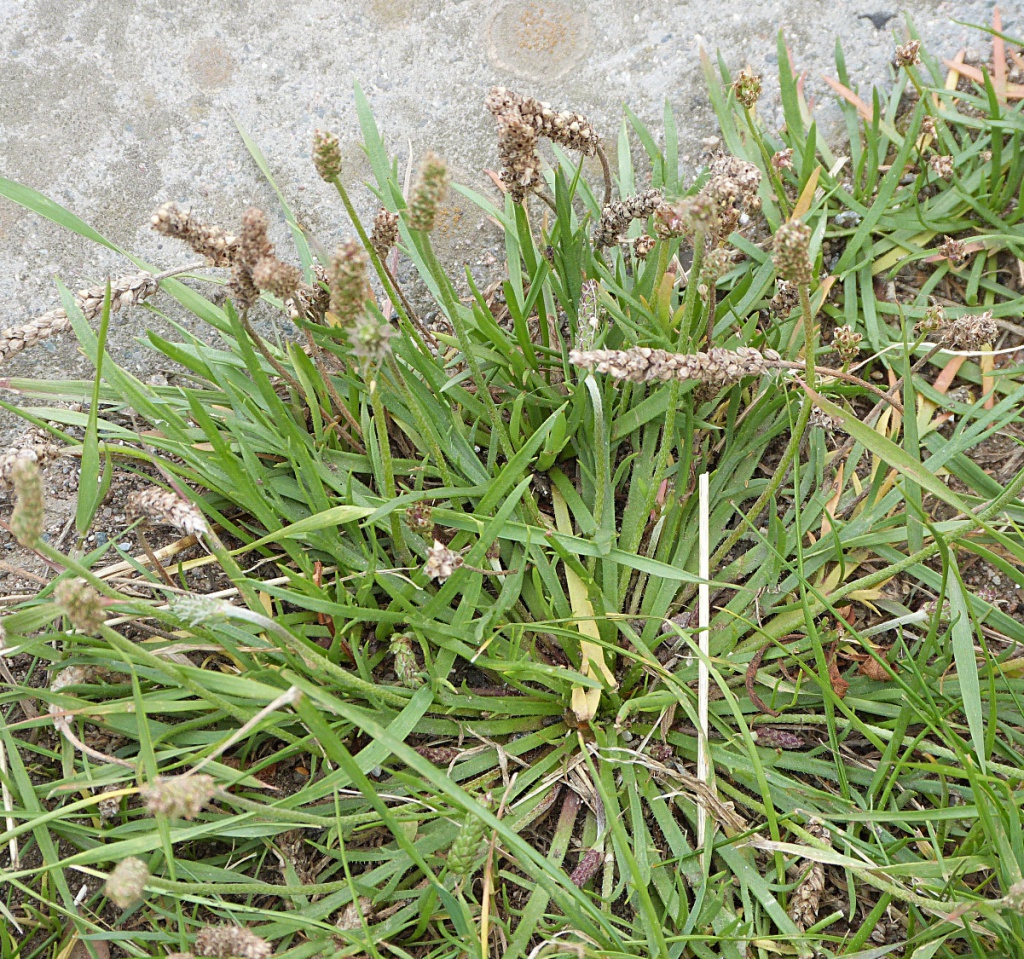 Buck'shorn Plantain NatureSpot