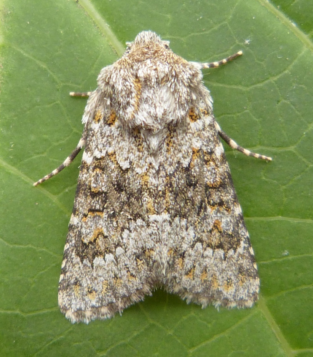 Small Ranunculus | NatureSpot