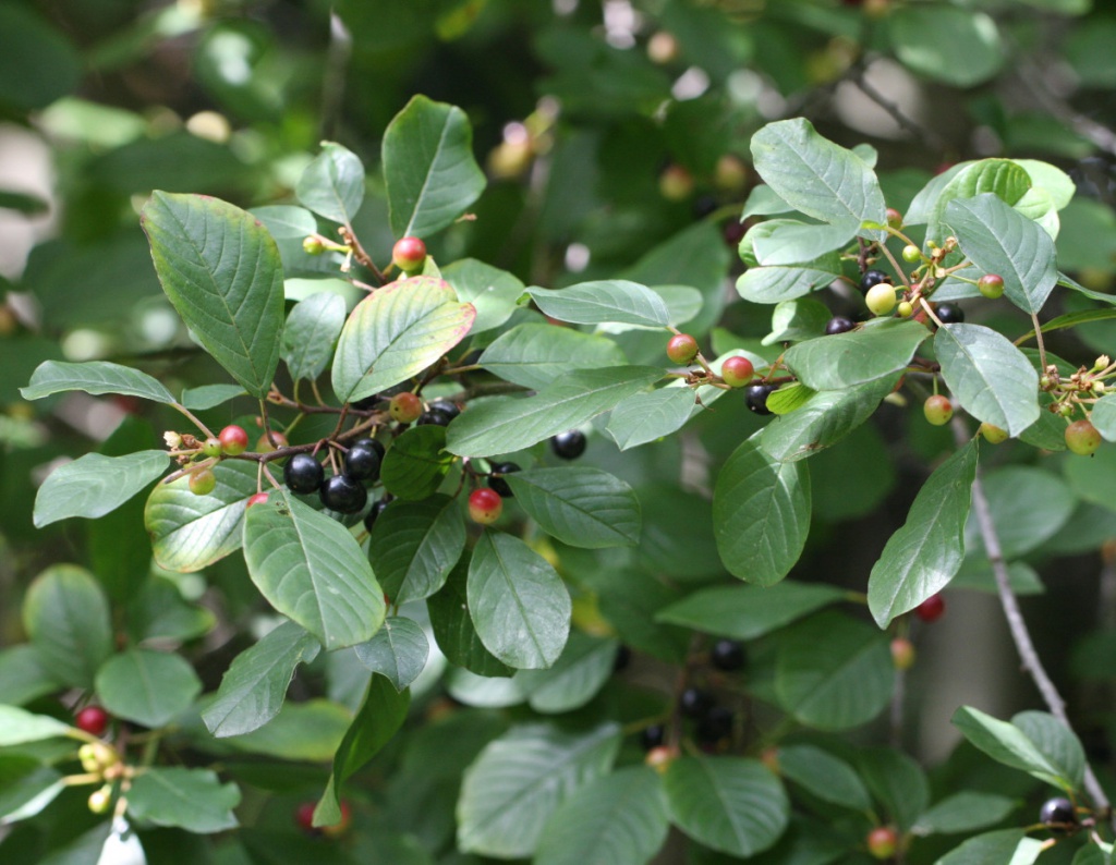 Alder Buckthorn | NatureSpot