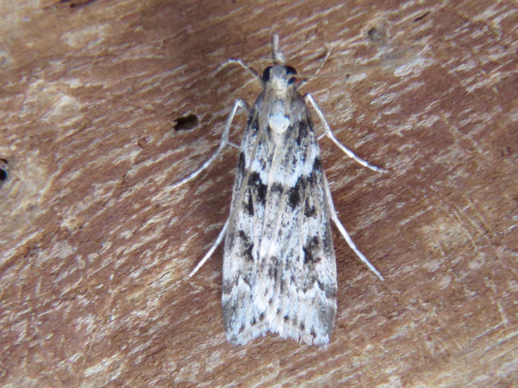 Eudonia angustea | NatureSpot